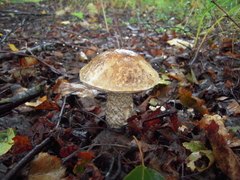 Leccinum alaskanum