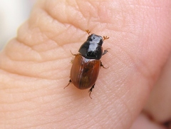 Aphodius pedellus