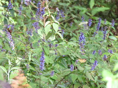 Salvia mocinoi