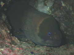 Gymnothorax unicolor