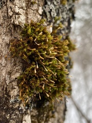 Ulota coarctata