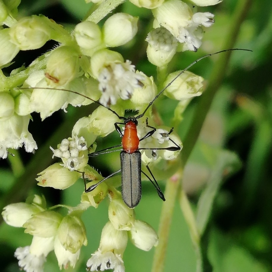 Ischionodonta versicolor