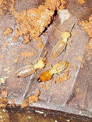 Syntermitinae