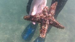 Asteropsis carinifera