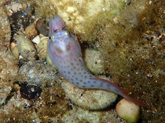 Lepadogaster lepadogaster