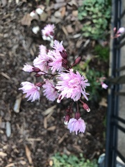 Angiospermae