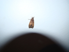 Eudonia asterisca
