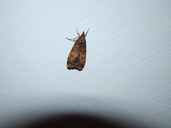 Eudonia asterisca