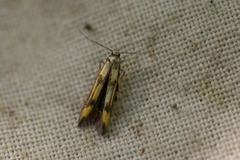 Stathmopoda pedella