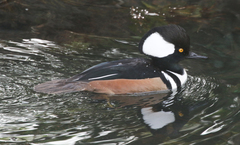 Lophodytes cucullatus