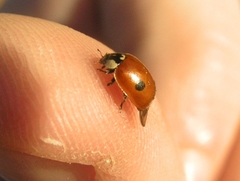 Adalia bipunctata