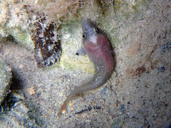 Lepadogaster lepadogaster