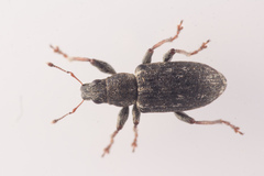 Sitona cylindricollis