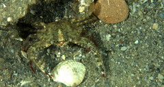 Achelous spinimanus