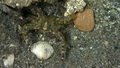 Achelous spinimanus