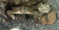 Achelous spinimanus