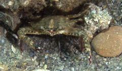 Achelous spinimanus