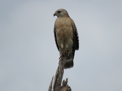 Buteo lineatus
