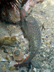 Lepadogaster lepadogaster