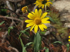 Tithonia hondurensis