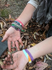 Nerodia sipedon insularum