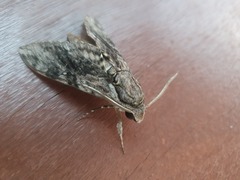 Agrius godarti