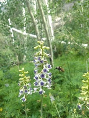 Delphinium × occidentale