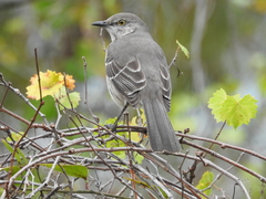 Mimus polyglottos image
