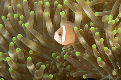 Amphiprion barberi