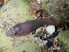 Lepadogaster purpurea