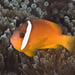 Fiji Tomato Anemonefish - Photo (c) Philip Thomas, some rights reserved (CC BY-NC), uploaded by Philip Thomas