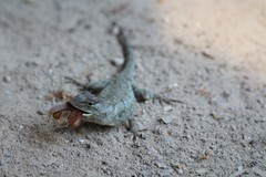 Sceloporus melanorhinus