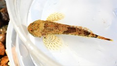 Cottus caeruleomentum