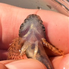 Cottus caeruleomentum