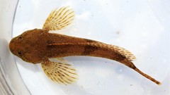 Cottus caeruleomentum
