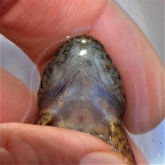 Cottus caeruleomentum