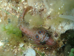 Lepadogaster purpurea