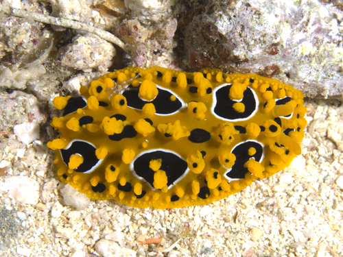 Ocellate Phyllidia