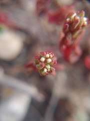 Sedum microcarpum