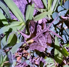 Leptodactylus latrans