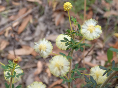 Acacia mitchellii