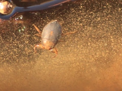 Ambrysus