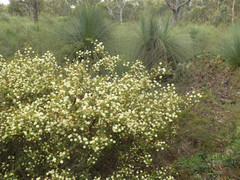 Acacia mitchellii