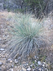 Muhlenbergia lindheimeri