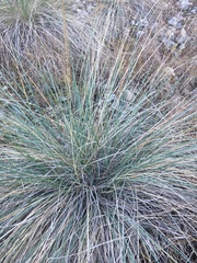 Muhlenbergia lindheimeri