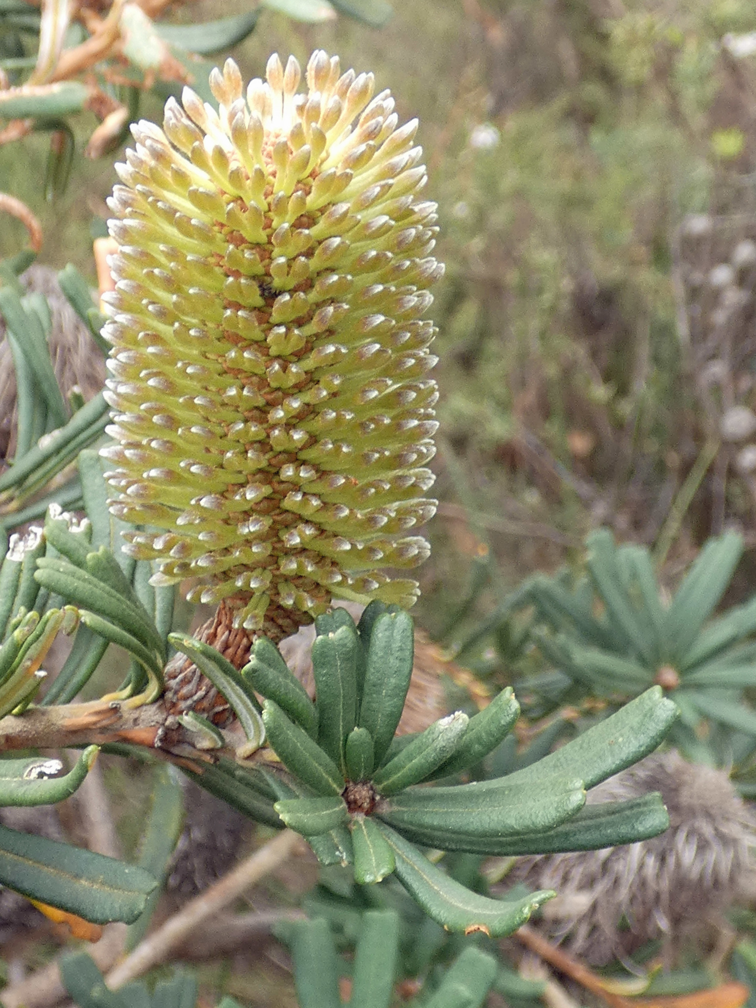 Banksia