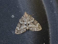 Thera contractata