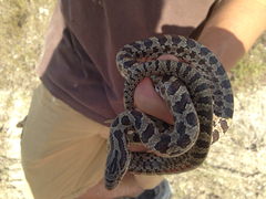 Lampropeltis calligaster
