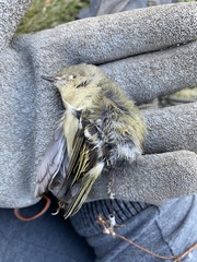 Corthylio calendula calendula