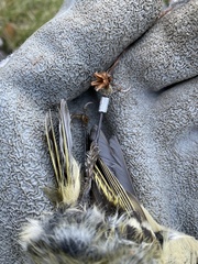 Corthylio calendula calendula